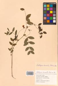 Lathyrus humilis (Ser.) Fisch. ex Spreng., Siberia, Russian Far East (S6) (Russia)