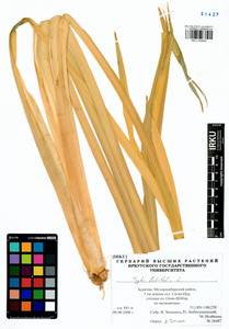 Typha latifolia L., Siberia, Baikal & Transbaikal region (S4) (Russia)