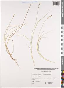 Carex lapponica O.Lang, Siberia, Chukotka & Kamchatka (S7) (Russia)