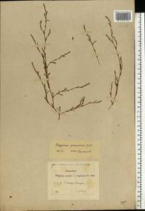 Polygonum neglectum Besser, Eastern Europe, Moscow region (E4a) (Russia)