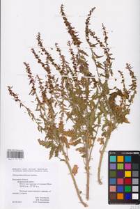 Blitum virgatum subsp. virgatum, Eastern Europe, Central region (E4) (Russia)