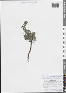 Onosma simplicissima L., Eastern Europe, Middle Volga region (E8) (Russia)