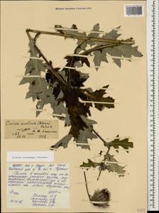 Cirsium sosnowskyi Char., Caucasus, North Ossetia, Ingushetia & Chechnya (K1c) (Russia)