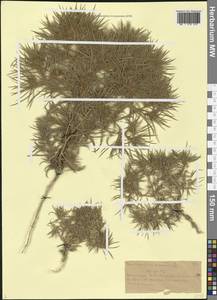 Ceratocarpus arenarius L., Caucasus, Dagestan (K2) (Russia)