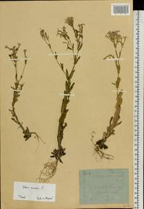 Atocion armeria (L.) Fourr., Eastern Europe, Belarus (E3a) (Belarus)