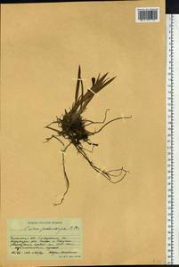 Carex podocarpa R.Br., Siberia, Baikal & Transbaikal region (S4) (Russia)