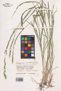 Brachypodium pinnatum (L.) P.Beauv., Eastern Europe, Lower Volga region (E9) (Russia)
