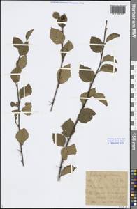 Betula fruticosa Pall., Siberia, Baikal & Transbaikal region (S4) (Russia)