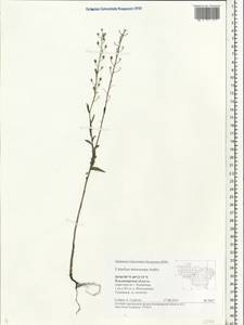 Camelina microcarpa Andrz. ex DC., Eastern Europe, Central region (E4) (Russia)