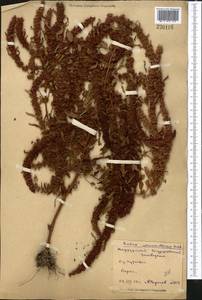 Rumex marschallianus Rchb., Middle Asia, Northern & Central Kazakhstan (M10) (Kazakhstan)