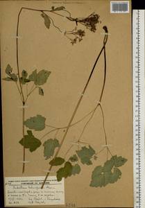 Thalictrum tuberiferum Maxim., Siberia, Russian Far East (S6) (Russia)