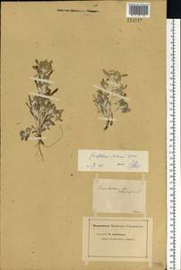 Gnaphalium rossicum Kirp., Eastern Europe, Middle Volga region (E8) (Russia)