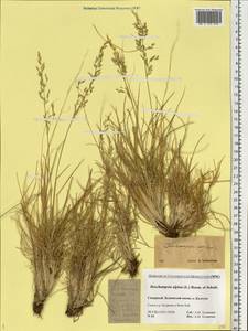 Deschampsia cespitosa subsp. cespitosa, Eastern Europe, Northern region (E1) (Russia)