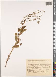 Paracynoglossum glochidiatum (Benth.) Valdés, Caucasus, Georgia (K4) (Georgia)