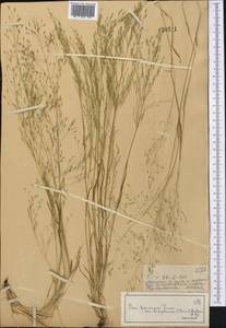 Eremopoa altaica (Trin.) Roshev., Middle Asia, Dzungarian Alatau & Tarbagatai (M5) (Kazakhstan)