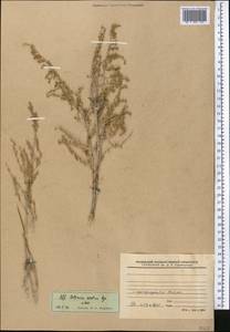 Artemisia oliveriana J. Gay ex DC., Middle Asia, Western Tian Shan & Karatau (M3)