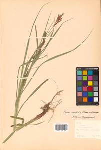 Carex sordida Van Heurck & Müll.Arg., Siberia, Russian Far East (S6) (Russia)