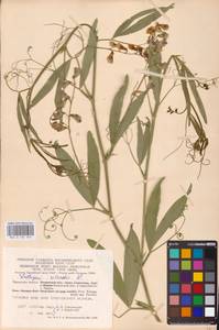 Lathyrus sylvestris L., Eastern Europe, Central region (E4) (Russia)