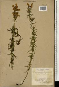 Dracocephalum ruyschiana L., Caucasus, Azerbaijan (K6) (Azerbaijan)