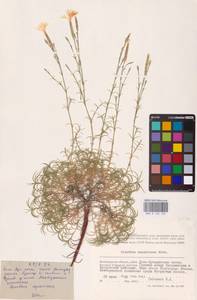 Dianthus squarrosus M.Bieb., Eastern Europe, Lower Volga region (E9) (Russia)