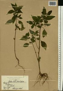 Elsholtzia ciliata (Thunb.) Hyl., Eastern Europe, Central region (E4) (Russia)