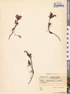 Pedicularis capitata Adams, Siberia, Chukotka & Kamchatka (S7) (Russia)