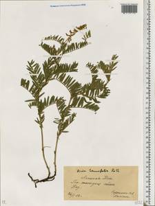 Vicia tenuifolia Roth, Eastern Europe, South Ukrainian region (E12) (Ukraine)