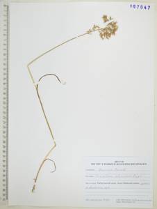 Sibirotrisetum sibiricum (Rupr.) Barberá, Siberia, Russian Far East (S6) (Russia)
