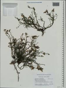 Genista albida Willd., Crimea (KRYM) (Russia)