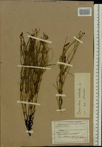 Equisetum palustre L., Eastern Europe, North Ukrainian region (E11) (Ukraine)