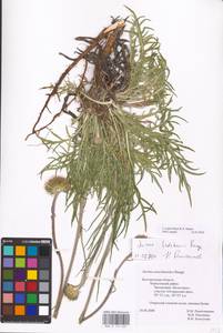 Jurinea ledebourii Bunge, Eastern Europe, Central forest-and-steppe region (E6) (Russia)