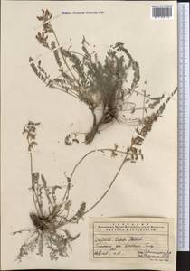 Oxytropis capusii Franch., Middle Asia, Pamir & Pamiro-Alai (M2) (Turkmenistan)