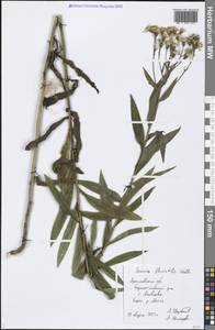 Senecio sarracenicus L., Eastern Europe, Central forest region (E5) (Russia)