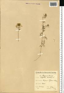 Nigella arvensis L., Eastern Europe, Belarus (E3a) (Belarus)