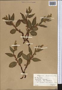 Koenigia hissarica (Popov), Middle Asia, Western Tian Shan & Karatau (M3) (Kazakhstan)