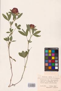 Trifolium medium L., Eastern Europe, Eastern region (E10) (Russia)