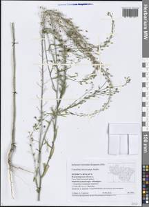 Camelina microcarpa Andrz. ex DC., Eastern Europe, Central region (E4) (Russia)