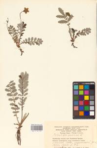 Argentina anserina subsp. anserina, Eastern Europe, Eastern region (E10) (Russia)