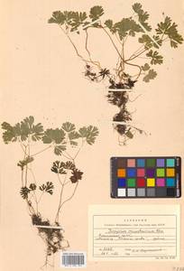 Isopyrum manshuricum (Kom.) Kom. ex W. T. Wang & P. K. Hsiao, Siberia, Russian Far East (S6) (Russia)