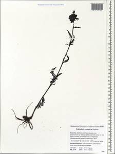 Pedicularis compacta Stephan ex Willd., Siberia, Baikal & Transbaikal region (S4) (Russia)