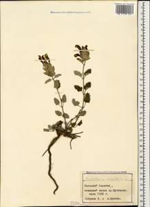 Scutellaria orientalis L., Caucasus, Azerbaijan (K6) (Azerbaijan)