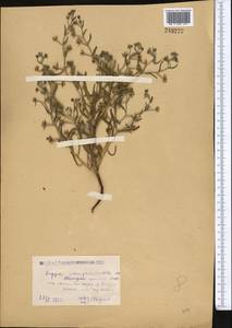 Pseudoheterocaryum rigidum (A. DC.) Kaz. Osaloo & Saadati, Middle Asia, Caspian Ustyurt & Northern Aralia (M8) (Kazakhstan)