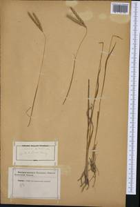 Andropogon distachyos L., Western Europe (EUR) (Not classified)