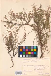 MHA 0 157 338, Thymus pallasianus Heinr.Braun, Eastern Europe, Lower Volga region (E9) (Russia)