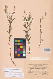 Myosotis arvensis (L.) Hill, Eastern Europe, Moldova (E13a) (Moldova)