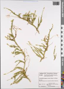 Lycopodium lagopus (Laest. ex C. Hartm.) Zinserl. ex Kuzen., Siberia, Central Siberia (S3) (Russia)
