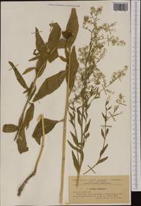 Lepidium latifolium L., Western Europe (EUR) (Romania)