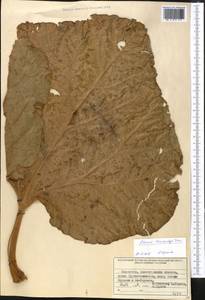 Rheum lucidum Losinsk., Middle Asia, Northern & Central Tian Shan (M4) (Kazakhstan)