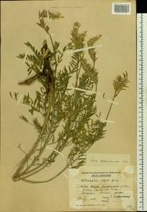 Astragalus asper Jacq., Eastern Europe, Moldova (E13a) (Moldova)
