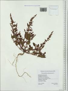 Lipandra polysperma (L.) S. Fuentes, Uotila & Borsch, Western Europe (EUR) (Germany)